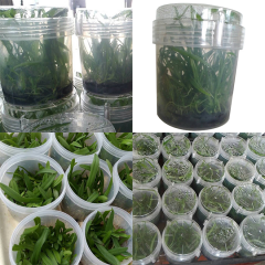 Patented Culture Container-Advanced / 3