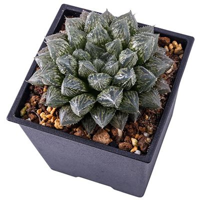 Professional Haworthia, Cactus, Succulent Tissue Culture