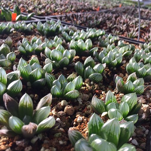 Professional Haworthia, Cactus, Succulent Tissue Culture / 2