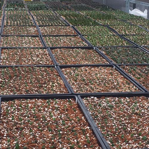 Professional Haworthia, Cactus, Succulent Tissue Culture / 3