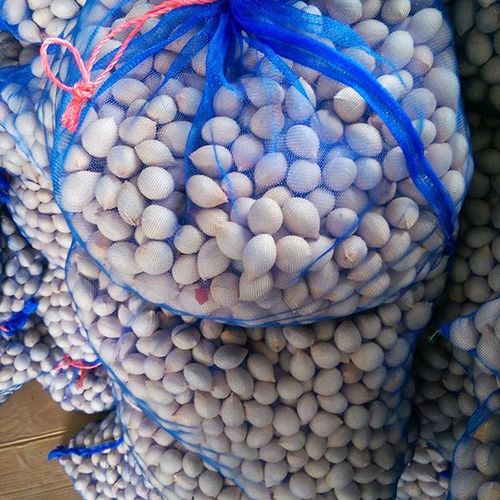 Cycas Revoluta Seeds / 2