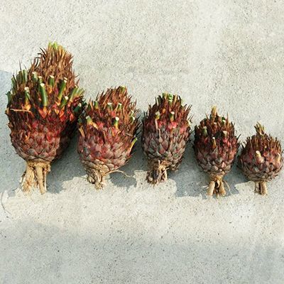 Cycas Revoluta Bulbs - Size: 8-16cm of Diameter