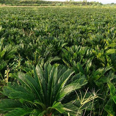 Cycas Revoluta Bulbs in Field