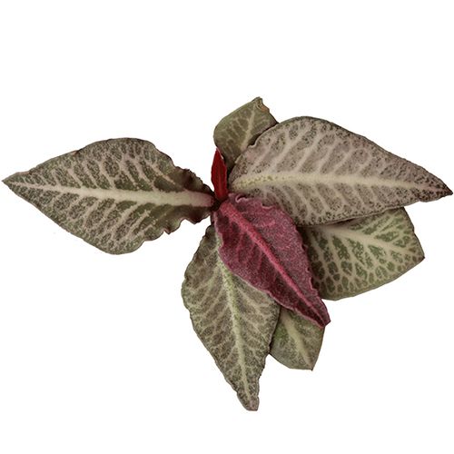 Euphoriba Francoisii / 2