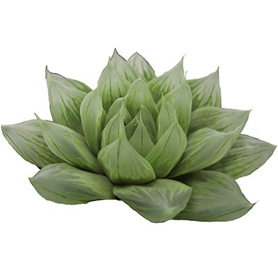 Haworthia Obtusa Hyb. sp3-4#