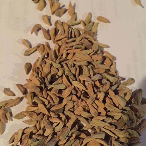 Pachypodium lamerii seeds / 1