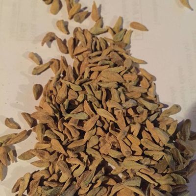 Pachypodium lamerii seeds