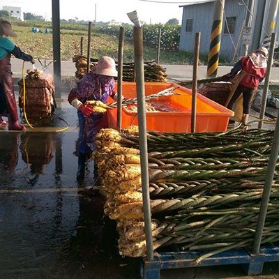 Pachira plants washing