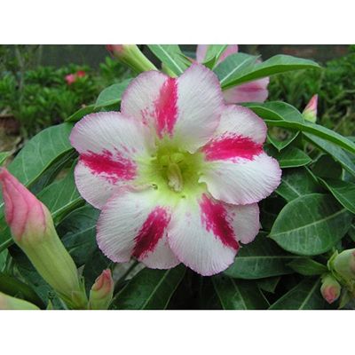 Adenium -1