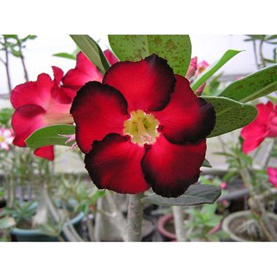 Adenium-2