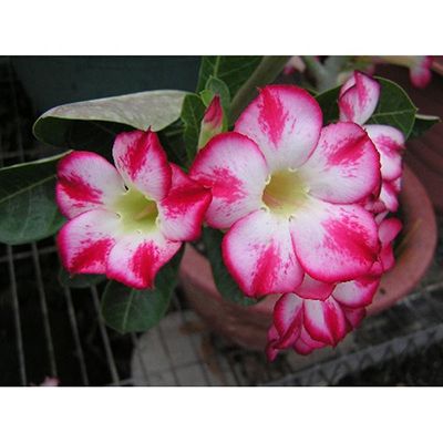 Adenium-4