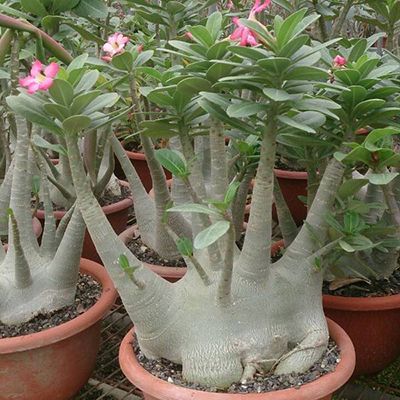 Adenium Obesum(branched head)