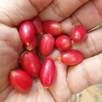 Synsepalum dulcificum seeds