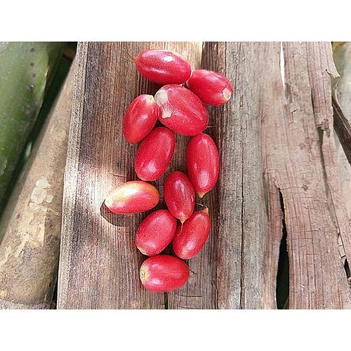Synsepalum dulcificum seeds / 2