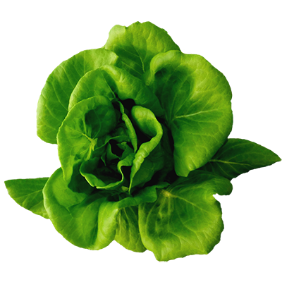 Green Butter Head Lettuce