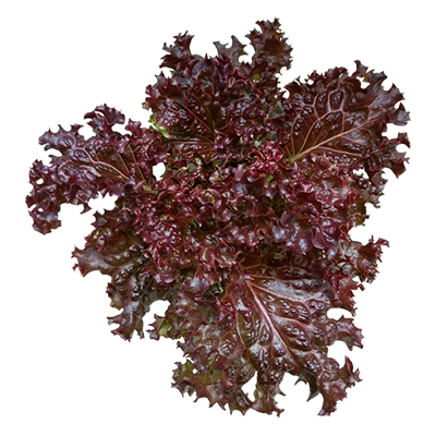 Red Lollo Lettuce