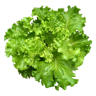 Green Lollo Lettuce