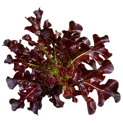 Red Oakleaf Lettuce