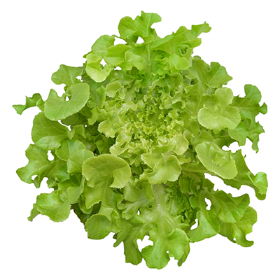 Green Oakleaf Lettuce