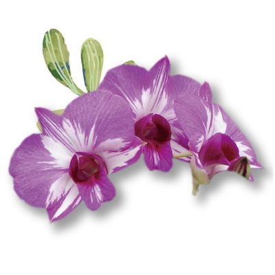 Dendrobium