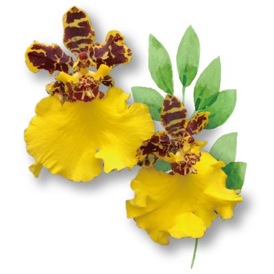 oncidium