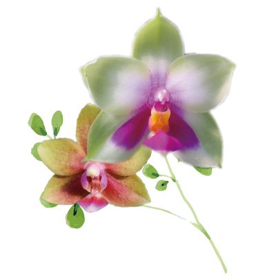 Phalaenopsis