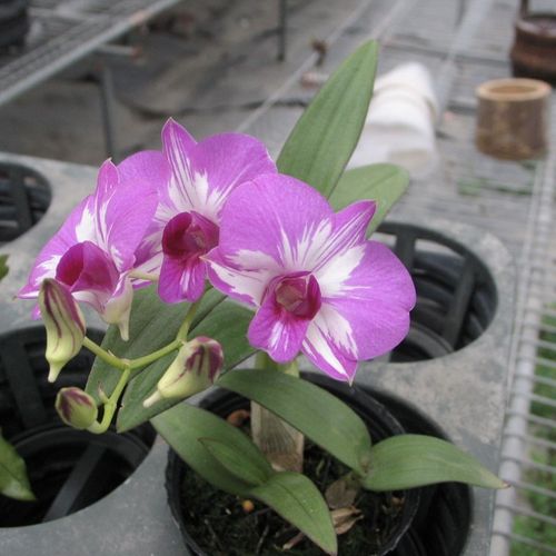 Den.Phok Bong x Den.Little Princess / 2