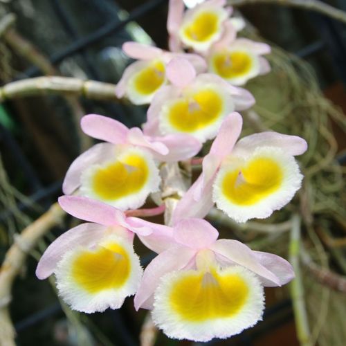 Den.Primulinum (yellow) / 2