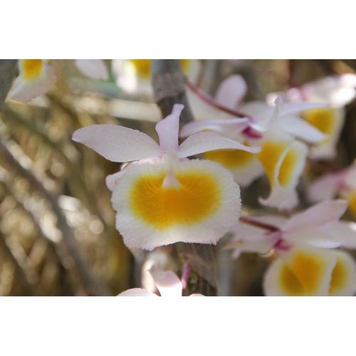 Den.Primulinum (yellow) / 3