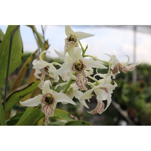 Den johnsoniae X spectabile V. aureum / 2