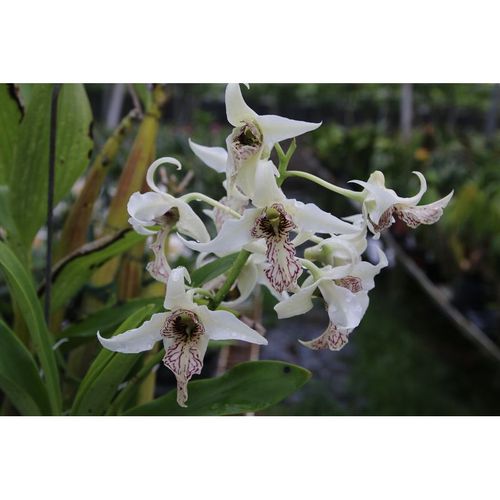 Den johnsoniae X spectabile V. aureum / 3