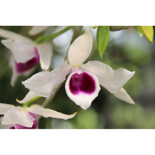 den.anosmum semi alba / 2