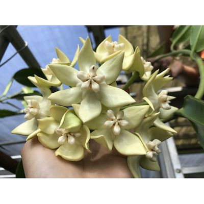 Hoya imperialis white YH-I09