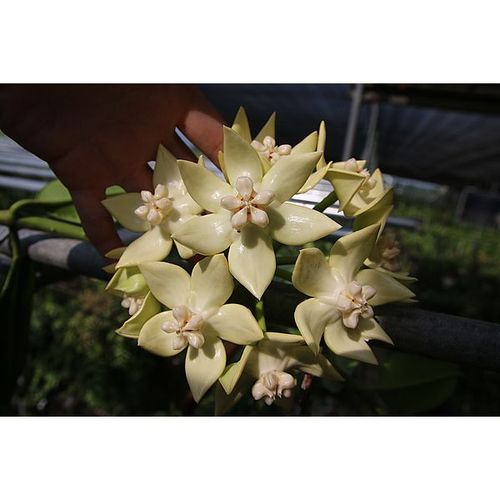 Hoya imperialis white YH-I09 / 2