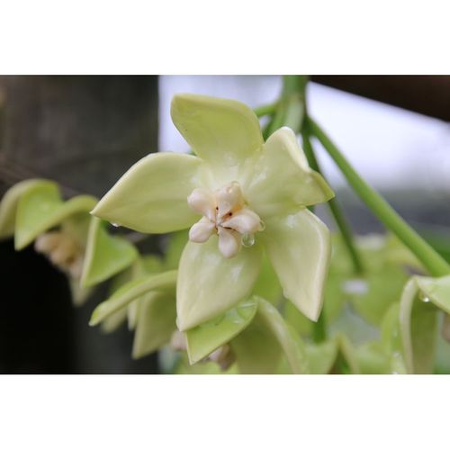 Hoya imperialis white YH-I09 / 3