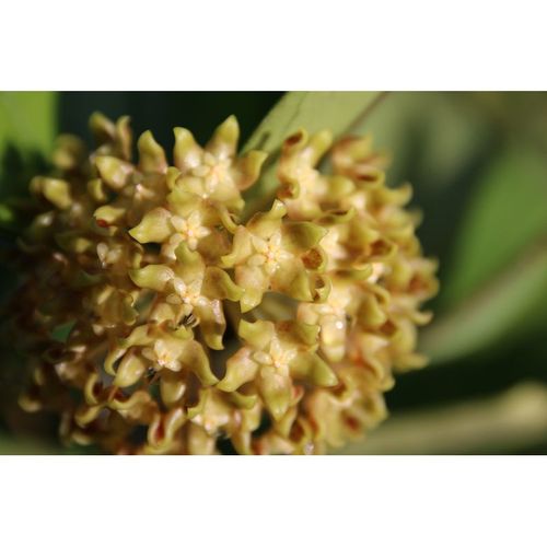 Hoya lambii YH-L03 / 2