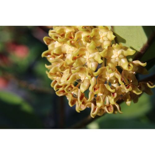 Hoya lambii YH-L03 / 3