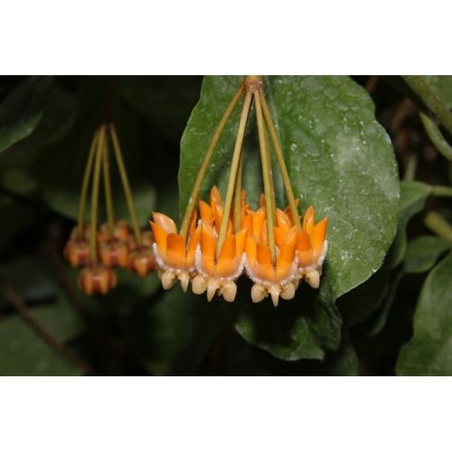 Hoya lasianta YH-L05 / 2