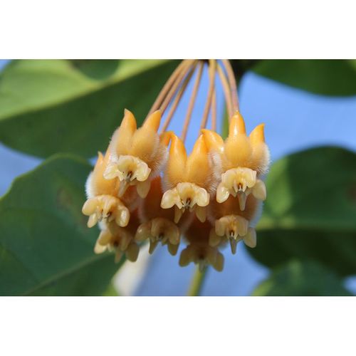 Hoya lasianta YH-L05 / 3