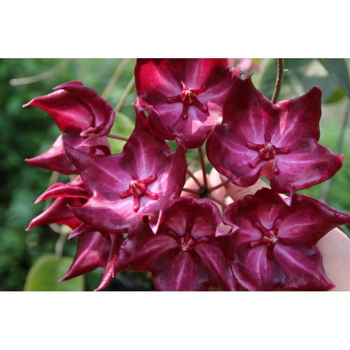 Hoya macgillivrayi YH-M01 / 2