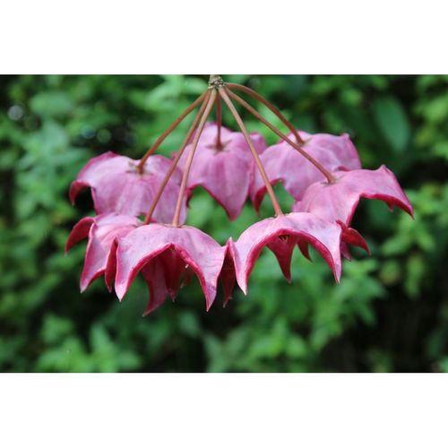 Hoya macgillivrayi YH-M01 / 3