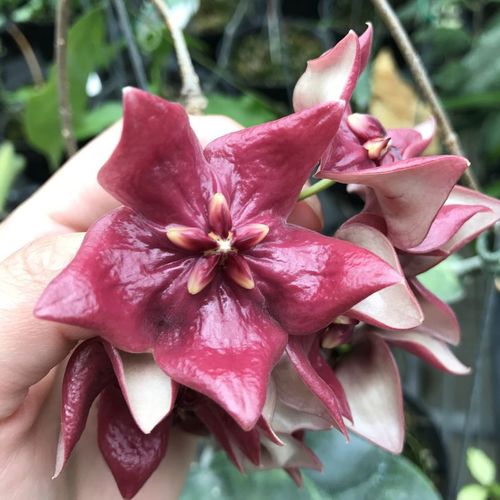 Hoya megalaster YH-M13 / 2