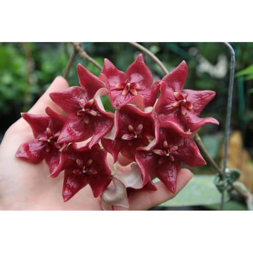 Hoya megalaster YH-M13 / 3