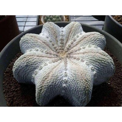 Starfish miracle  Astrophytum asterias