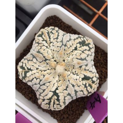 Starfish Pentagram Eyes  Astrophytum Asterias