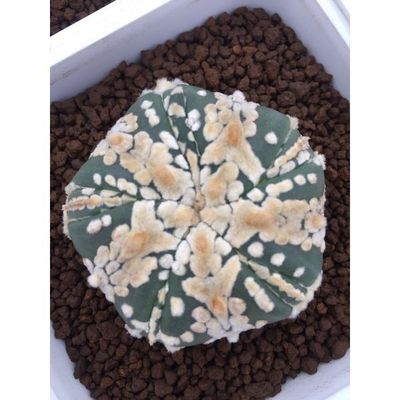 Starfish Pentagram V Stripe  Astrophytum Asterias