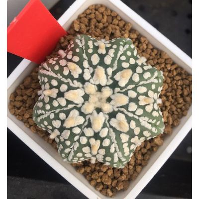 Starfish  Liuli Lazurite V Stripe  Astrophytum Asterias