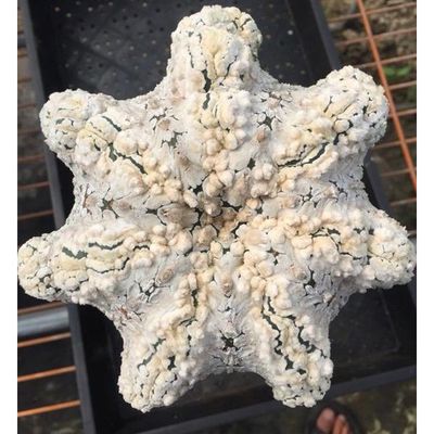 Starfish V Stripe  Garden Astrophytum Asterias