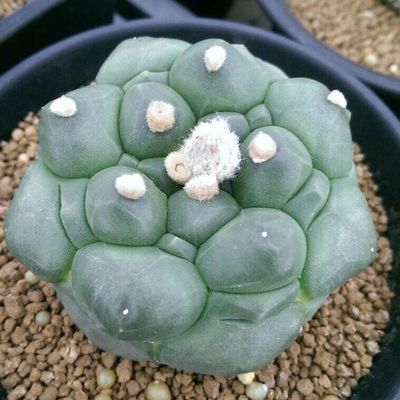 Meteor Raised Wart Turtle shell  Astrophytum Asterias