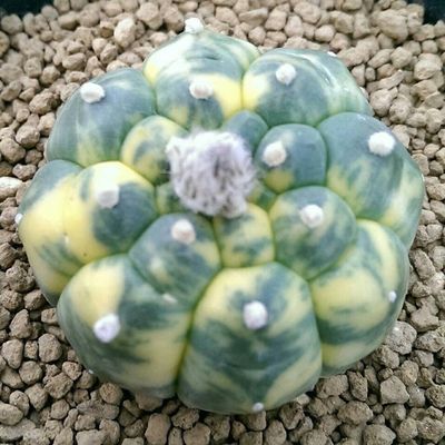 Raised Wart Turtle shell Astrophytum Asterias